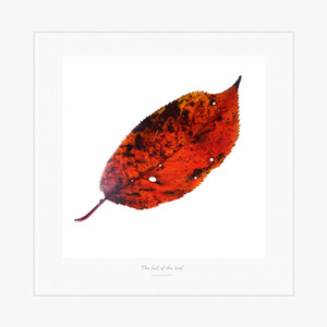 Fallen Leaves (낙엽)