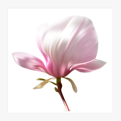 Magnolia illustration (목련-일러스트-02)