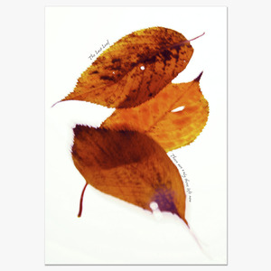 Fallen Leaves (낙엽)