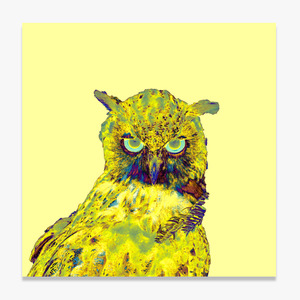 Owl (부엉이-01)