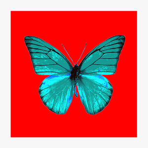 Butterfly (나비-01)