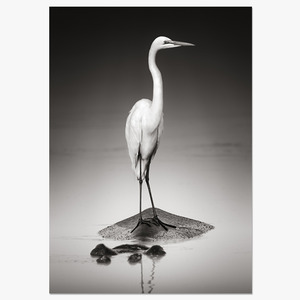 White Egret (하마 등 위의 왜가리)