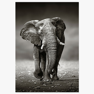 Namibia (코끼리)