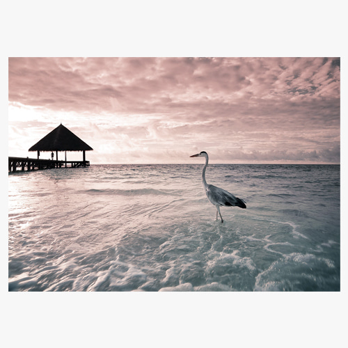 Tropical beach,flamingo at the dawn (새벽 바다의 플라밍고)