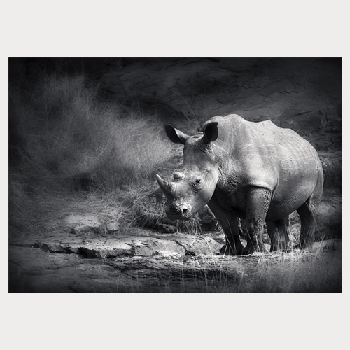 Rhinoceros (코뿔소)