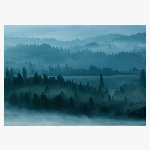 Forest In Fog (안개속의 숲)