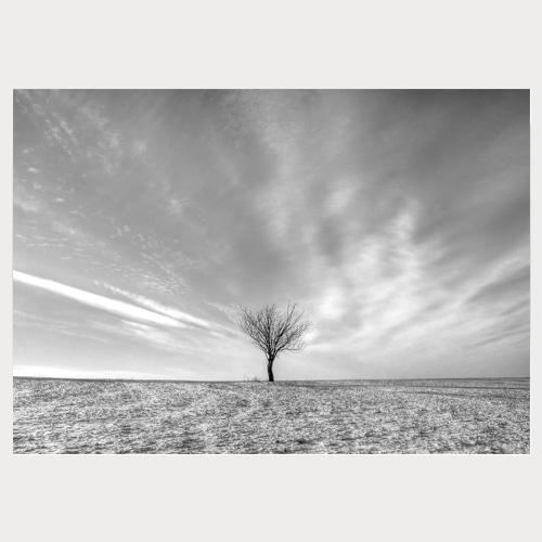 Winter Tree (겨울나무-07)
