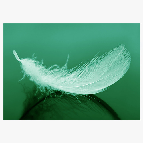  Feather (깃털)
