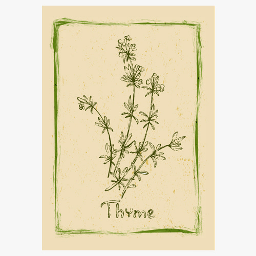 Thyme (백리향)