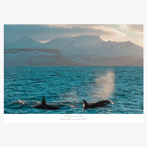 Icelandic coast (아이슬란드 해안의 범고래들)