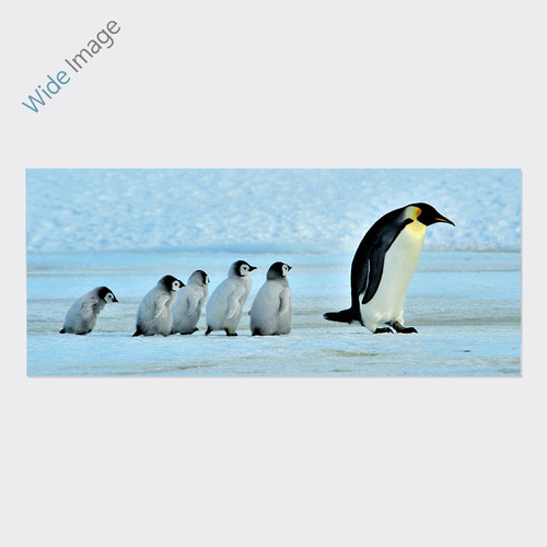 penguin (펭귄) - 와이드