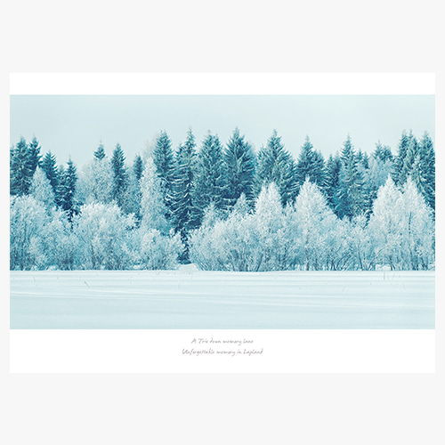 Finland (라플란드 겨울나무-01)