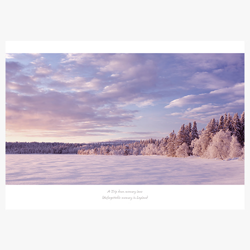 Finland (라플란드 겨울나무-02)