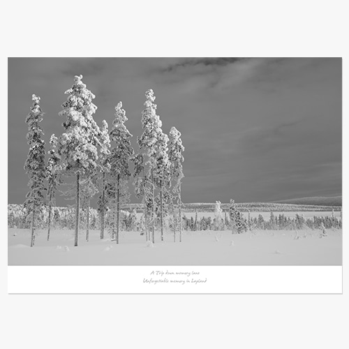 Finland (라플란드 겨울나무-03)