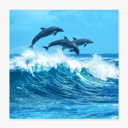 A School Of Dolphins (무리의 돌고래-02)