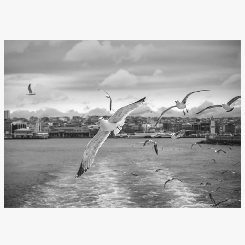 Seagulls in Istanbul, (이스탄불의 갈매기)