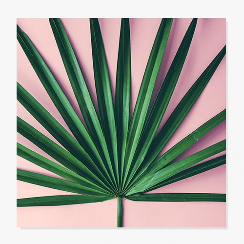 Minimal palm leaf, (미니멀 야자수 잎-01)