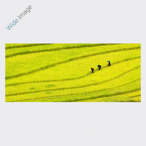 Beautiful terraced rice field, (아름다운 계단식 논-02) - 와이드