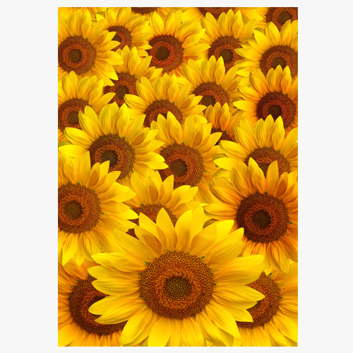 Sunflower (해바라기-01)