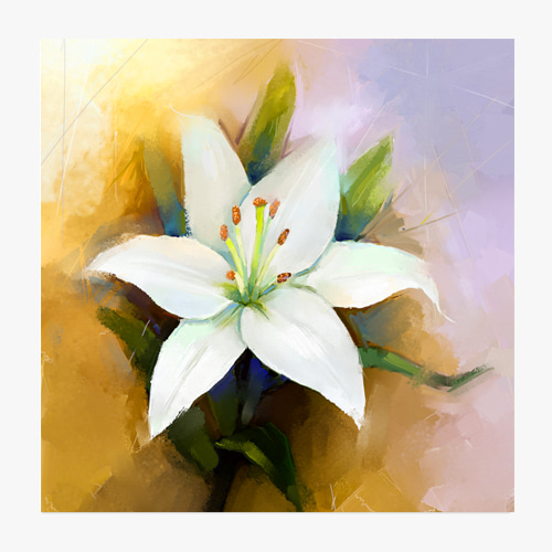 White lily, (하얀 백합)