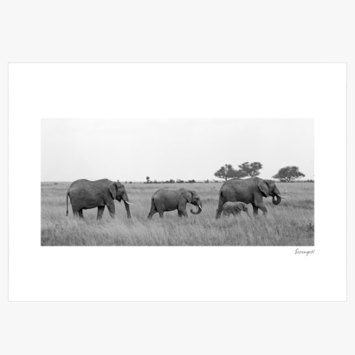 Tanzania (킬리만자로 &quot;코끼리&quot;-02)