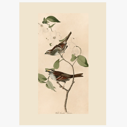 John James Audubon,(존 제임스 오듀본-07)