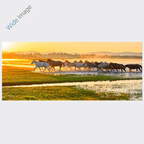 The horses on the prairie (초원의 말들) - 와이드