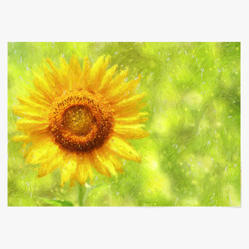 Sunflower (해바라기-15)