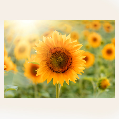 Sunflower (해바라기-16)